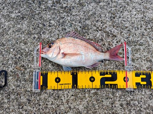 タイの釣果