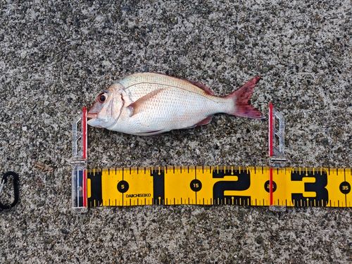 タイの釣果