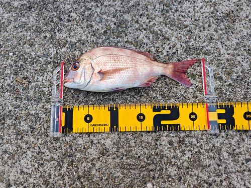 タイの釣果