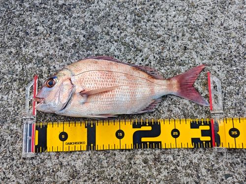 タイの釣果