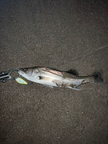 鳴瀬川河口