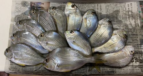 ヘダイの釣果