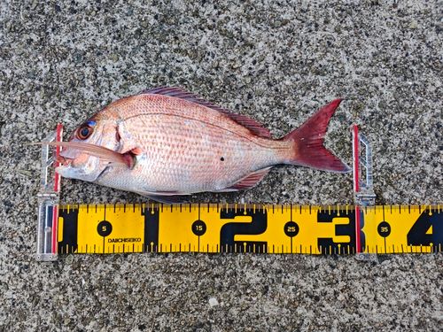 タイの釣果