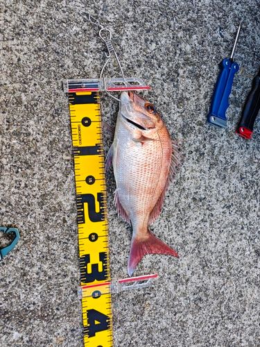 タイの釣果