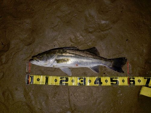 フッコ（マルスズキ）の釣果
