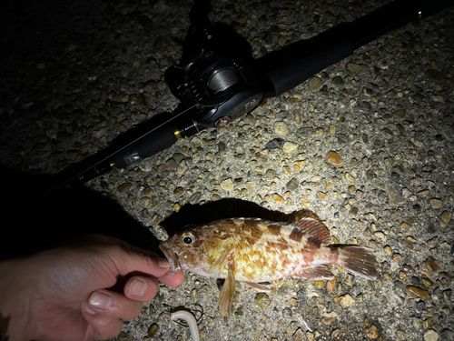 ガシラの釣果
