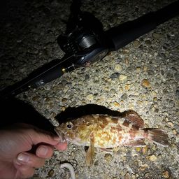 ガシラ