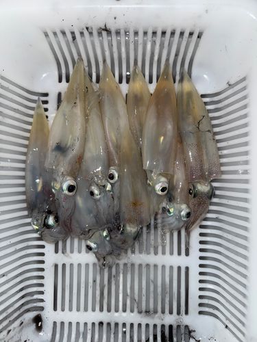 ヤリイカの釣果