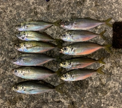マアジの釣果