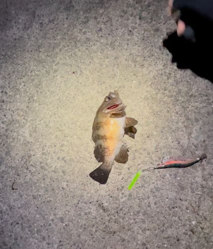 アオメバルの釣果