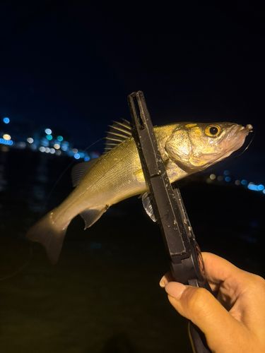 釣果