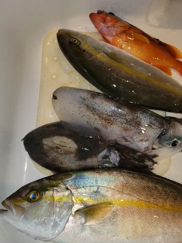 ショゴの釣果