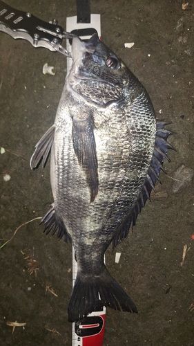 クロダイの釣果
