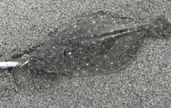 ソゲの釣果