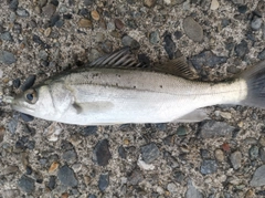 セイゴ（マルスズキ）の釣果