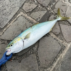 イナダの釣果