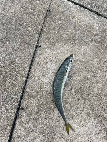 サバの釣果