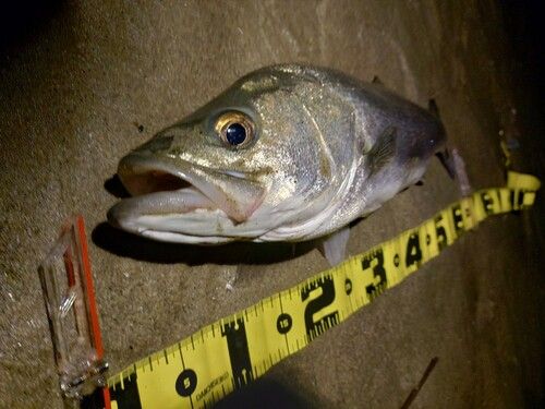 スズキの釣果