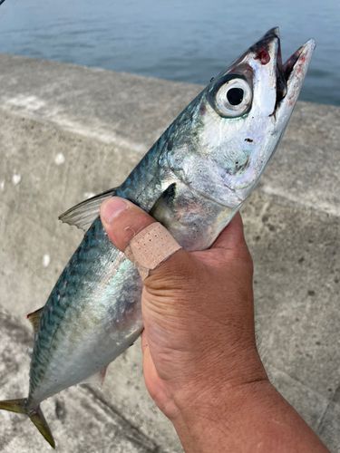 サバの釣果