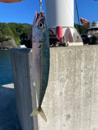 サバの釣果
