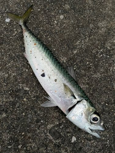 サバの釣果
