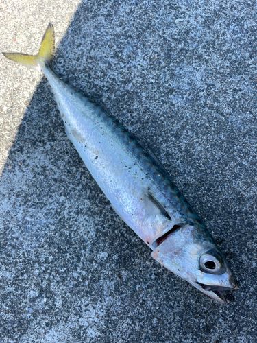 サバの釣果
