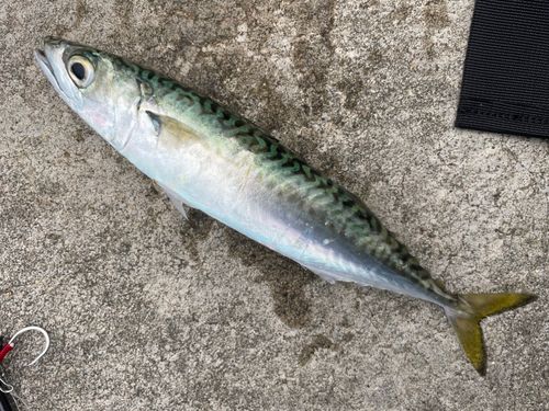 サバの釣果
