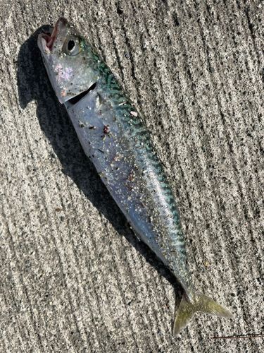 サバの釣果