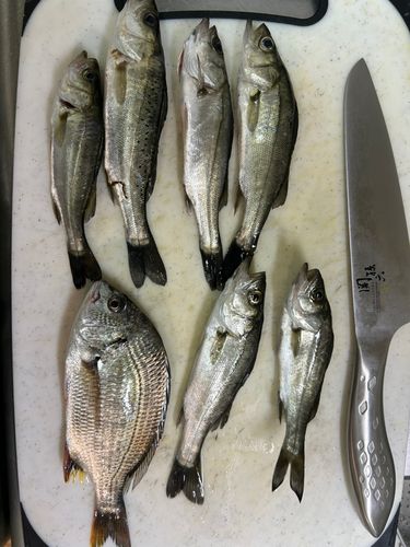 セイゴ（マルスズキ）の釣果