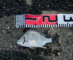 キビレの釣果