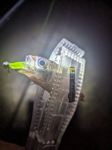 ネンブツダイの釣果