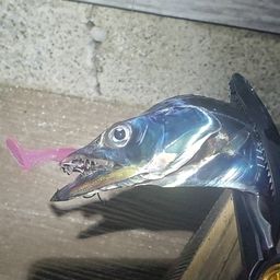タチウオ