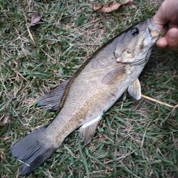 スモールマウスバス