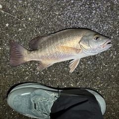 ゴマフエダイの釣果