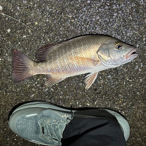 ゴマフエダイの釣果