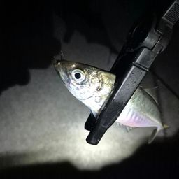 アジ