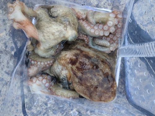 タコの釣果