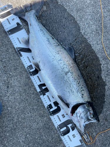 サクラマスの釣果