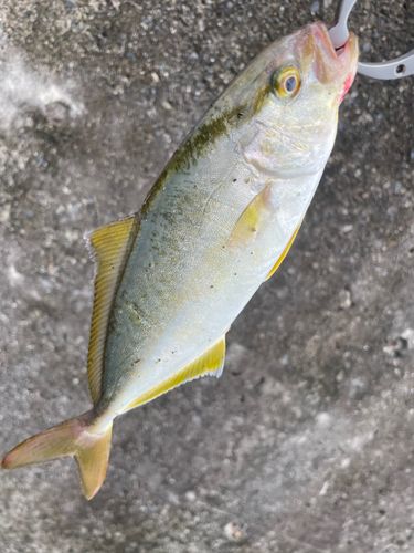 ショッコの釣果