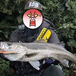 シーバス