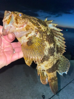 タケノコメバルの釣果