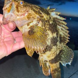 タケノコメバル