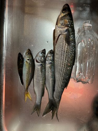 ボラの釣果