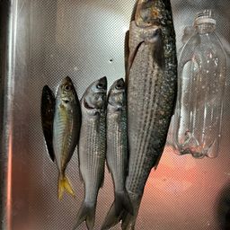 ボラ