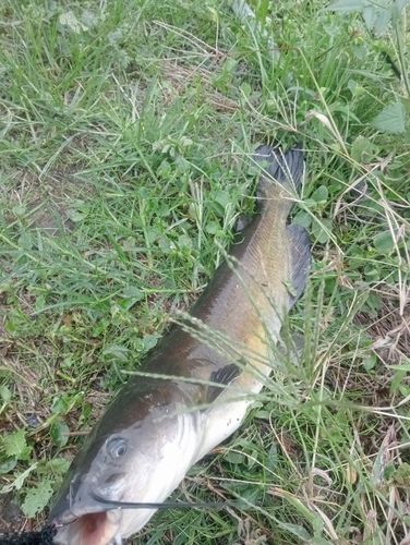 アメリカナマズの釣果