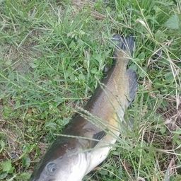 アメリカナマズ