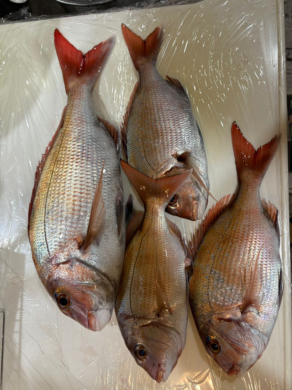 naofjunaoさんの釣果 2枚目の画像