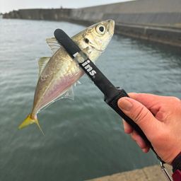 アジ