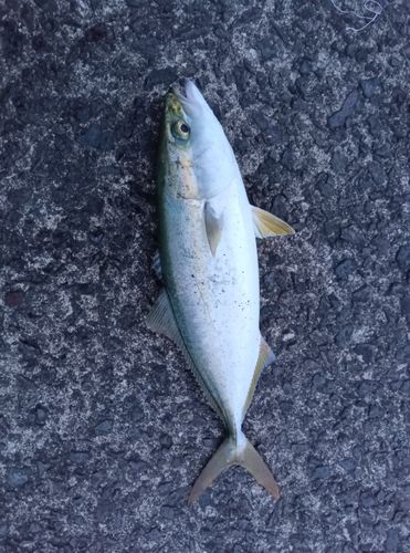 鹿児島湾南部
