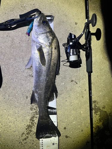 シーバスの釣果